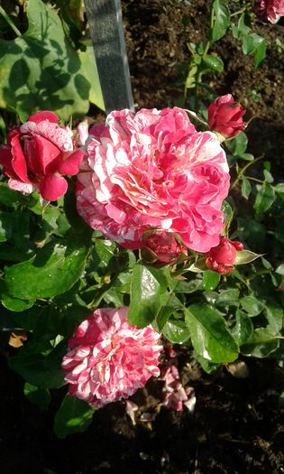 20160724_083507 - TRANDAFIRI 2016 III