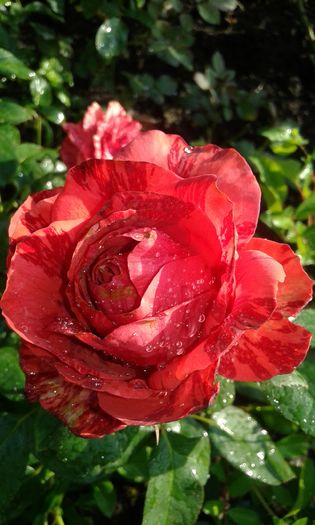 20160724_083415 - TRANDAFIRI 2016 III