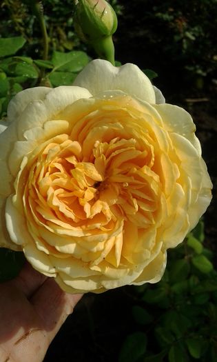 20160724_083358 - TRANDAFIRI 2016 III