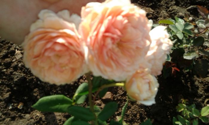 20160724_083340 - TRANDAFIRI 2016 III