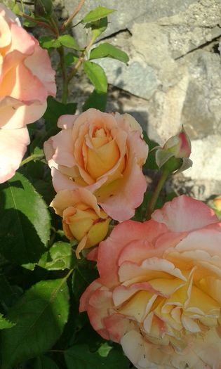 20160724_083217 - TRANDAFIRI 2016 III