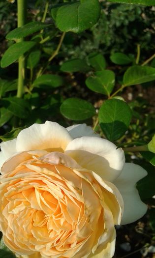 20160724_083115 - TRANDAFIRI 2016 III