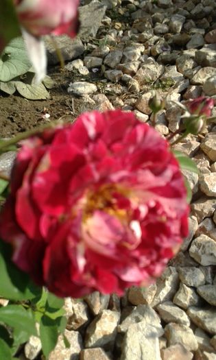 20160724_083100 - TRANDAFIRI 2016 III