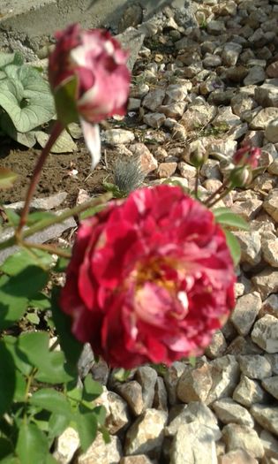 20160724_083058 - TRANDAFIRI 2016 III