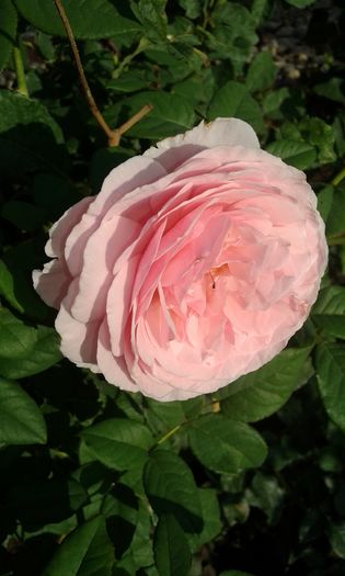 20160724_082939 - TRANDAFIRI 2016 III
