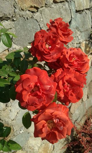20160724_082906 - TRANDAFIRI 2016 III