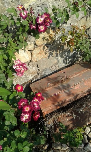 20160724_082850 - TRANDAFIRI 2016 III