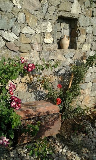 20160724_082841 - TRANDAFIRI 2016 III