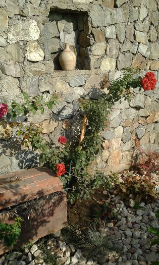 20160724_082837 - TRANDAFIRI 2016 III