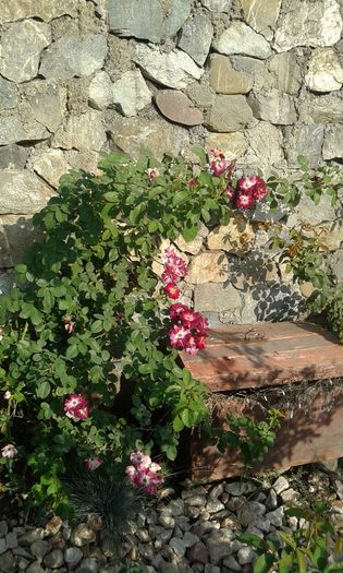 20160724_082832 - TRANDAFIRI 2016 III