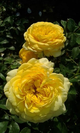 20160724_082751 - TRANDAFIRI 2016 III