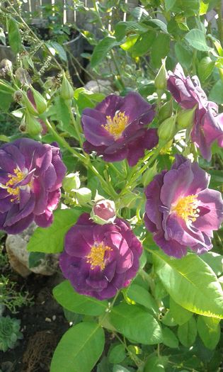 20160724_082700 - TRANDAFIRI 2016 III