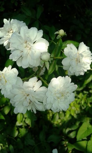 20160724_082644 - TRANDAFIRI 2016 III