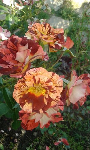 20160724_082617 - TRANDAFIRI 2016 III