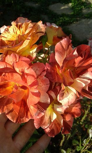 20160724_082602 - TRANDAFIRI 2016 III