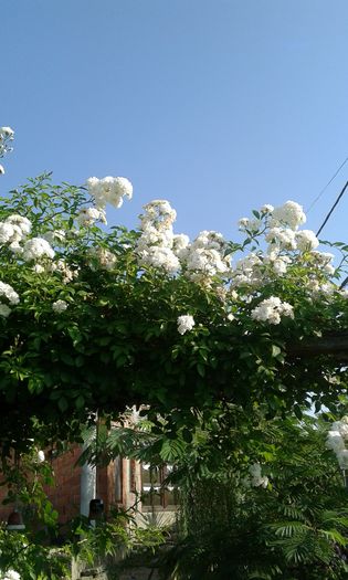 20160724_082524 - TRANDAFIRI 2016 III