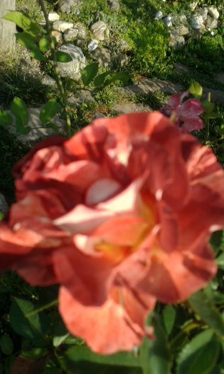 20160724_082442 - TRANDAFIRI 2016 III