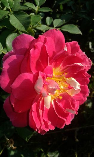 20160724_082402 - TRANDAFIRI 2016 III