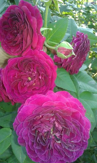 20160724_082320 - TRANDAFIRI 2016 III