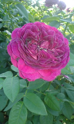 20160724_082233 - TRANDAFIRI 2016 III