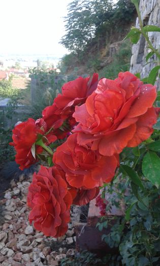 20160724_011647 - TRANDAFIRI 2016 III