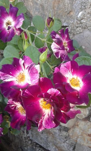 20160724_011559 - TRANDAFIRI 2016 III