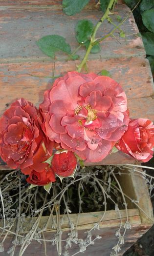 20160724_011552 - TRANDAFIRI 2016 III