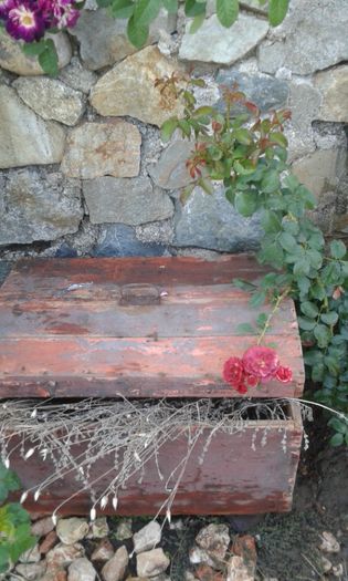 20160724_011540 - TRANDAFIRI 2016 III