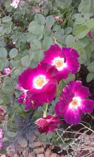 20160724_011520 - TRANDAFIRI 2016 III