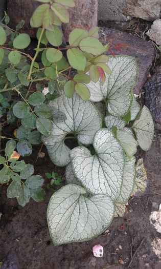 20160724_011437 - TRANDAFIRI 2016 III