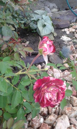 20160724_011427 - TRANDAFIRI 2016 III