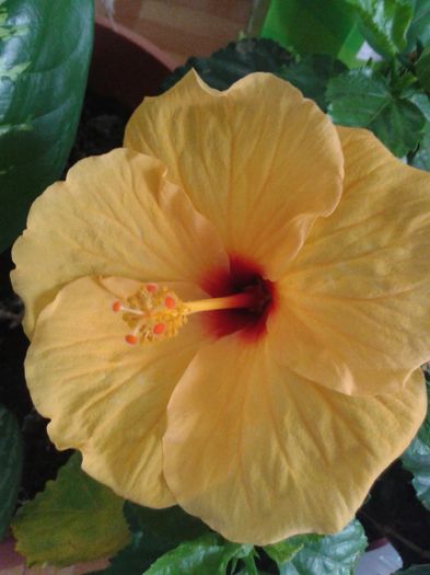 20160724_100752 - Hibiscus