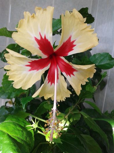 20160724_083929 - Hibiscus Sylvia Goodman