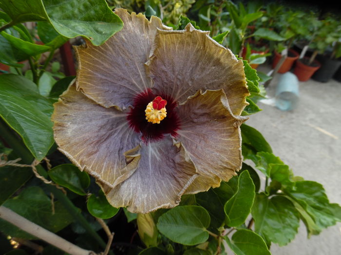 026 - 00 Hibiscus 2016