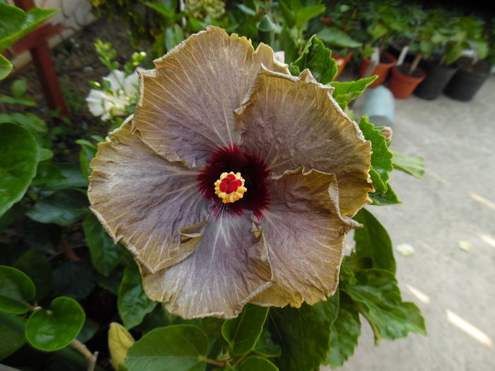 030 - 00 Hibiscus 2016