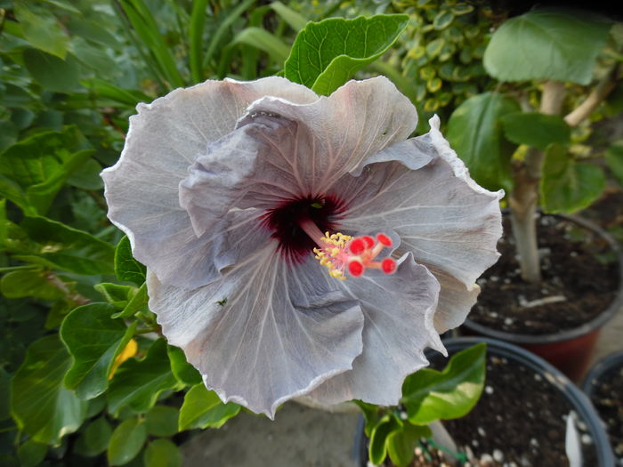 031 - 00 Hibiscus 2016