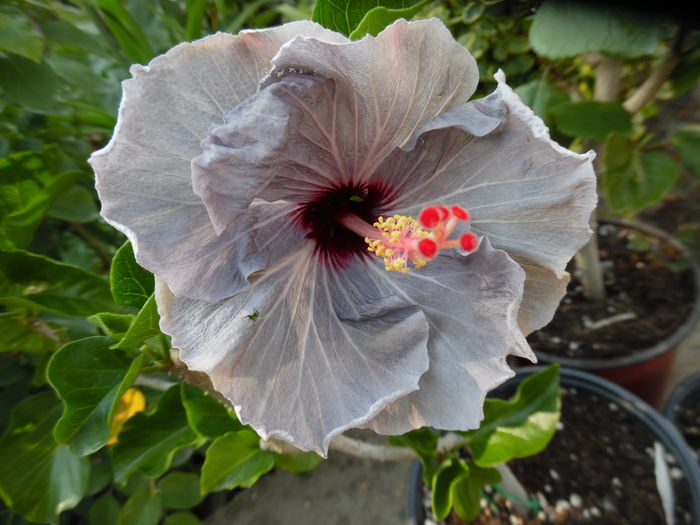032 - 00 Hibiscus 2016