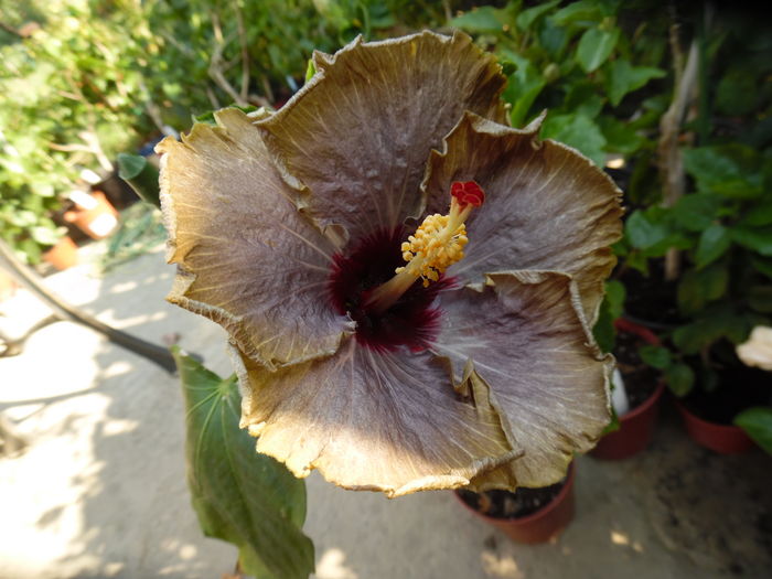 033 - 00 Hibiscus 2016