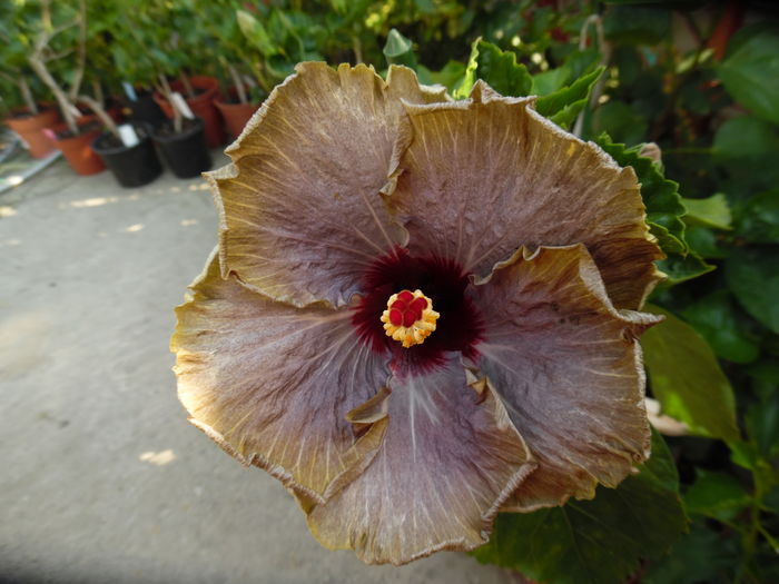 034 - 00 Hibiscus 2016