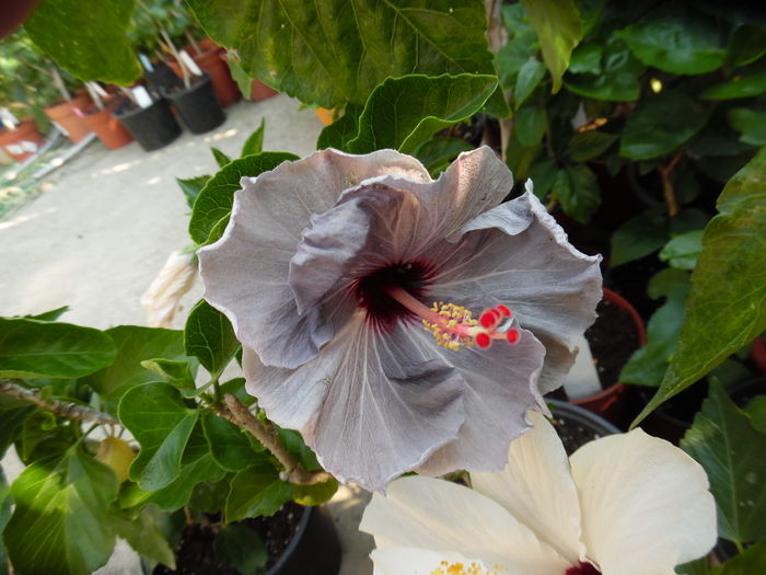 035 - 00 Hibiscus 2016