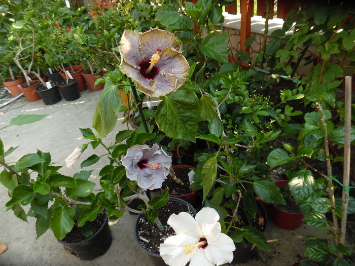 036 - 00 Hibiscus 2016