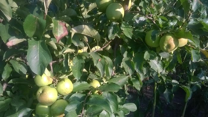 WP_20160723_014 - DIVERSE 2016