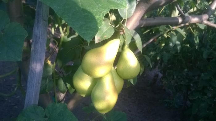 WP_20160723_015 - DIVERSE 2016