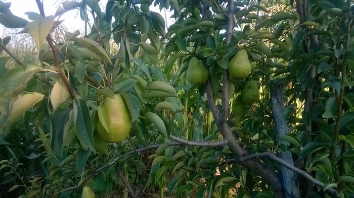 WP_20160723_018 - DIVERSE 2016