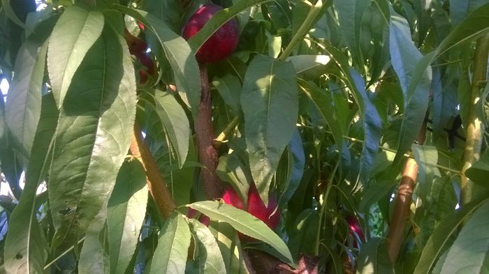 WP_20160723_022 - DIVERSE 2016