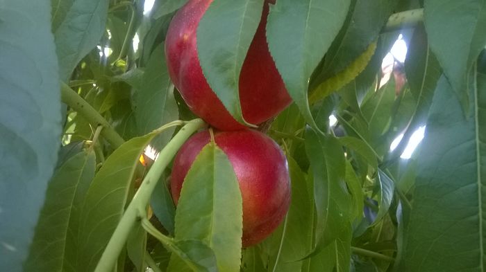 WP_20160723_023 - DIVERSE 2016