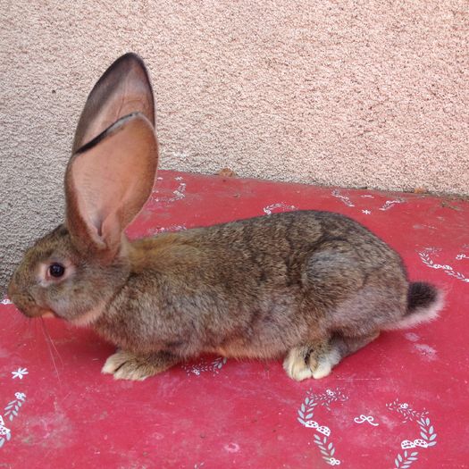 Ro 14 5604(F)  Bolya+Christa Ro 14 5604(F)  Bolya+Christa