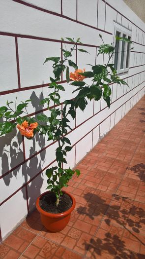 Am crescut..si sunt frumos - Hibiscus El Capitolio Orange