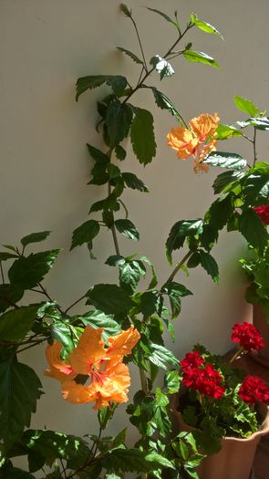 WP_20160724_11_00_03_Pro - Hibiscus El Capitolio Orange