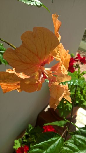 WP_20160724_11_12_24_Pro